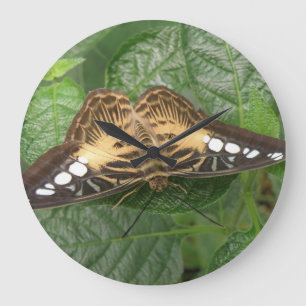 Relógio de Parede da Borboleta Tropical bonito