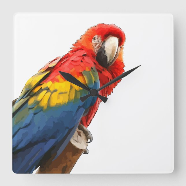 Relógio de Parede da Praça da Macaw Scarlet (Frente)