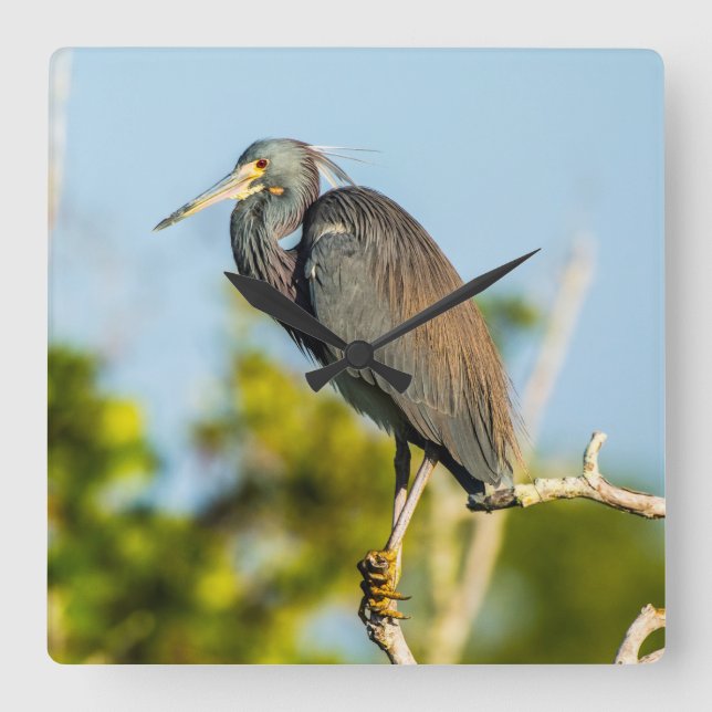 Relógio de Parede de Acrílico Bird Perfect (Frente)