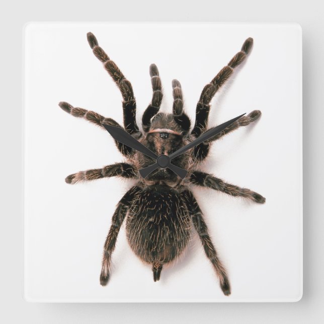 Relógio de Parede de Aranha Tarantula (Frente)
