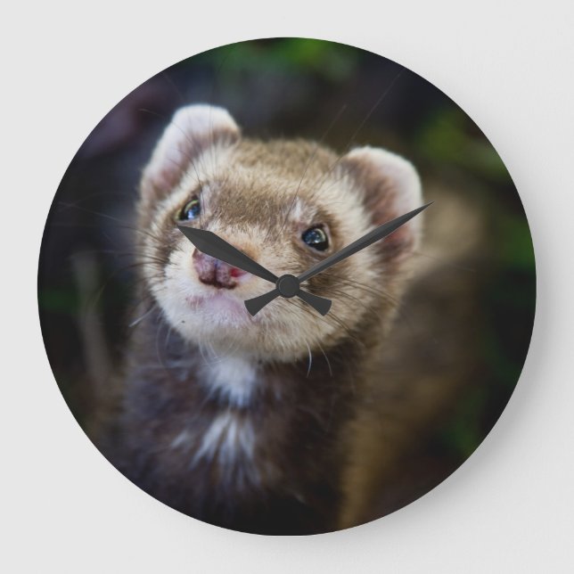 Relógio de parede de Ferret (Frente)
