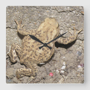 Relógio de Parede do Toad de Rastreamento em Cuta