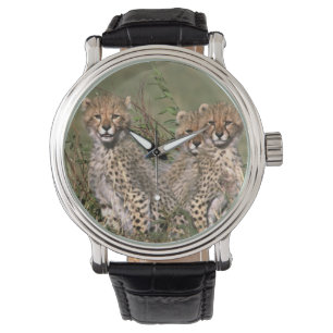 Relógio De Pulso África; Quênia; Masai Mara; Três filhotes de guepa