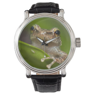 Relógio De Pulso Coqui comum, Eleutherodactylus coqui