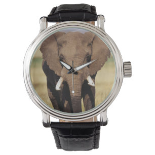 Relógio De Pulso Elefante-da-savana-africano