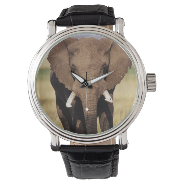 Relógio De Pulso Elefante-da-savana-africano (Frente)