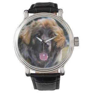 Relógio De Pulso EUA, Califórnia. Retrato de Leonberger Sentado