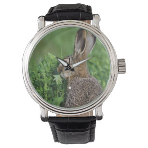 Relógio De Pulso Lebre-marrom, Lepus europaeus, jovem comendo,