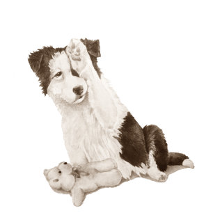 Relógio De Pulso pintura de um cão com pintura de collie fofo de bo