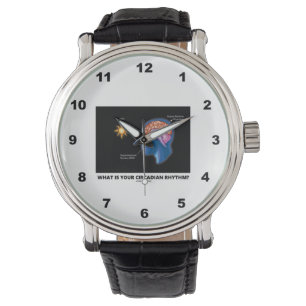 Relógio De Pulso Qual É O Seu Ritmo Circadiano?