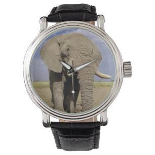 Relógio De Pulso Quênia: Parque Nacional de Amboseli, elefante mach