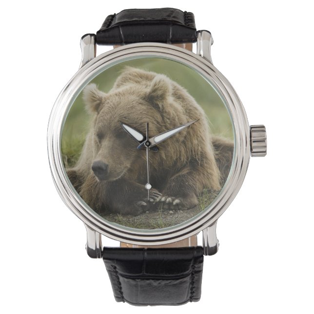 Relógio De Pulso Urso pardo, ou Urso Cinzento Costeiro, Ursus (Frente)