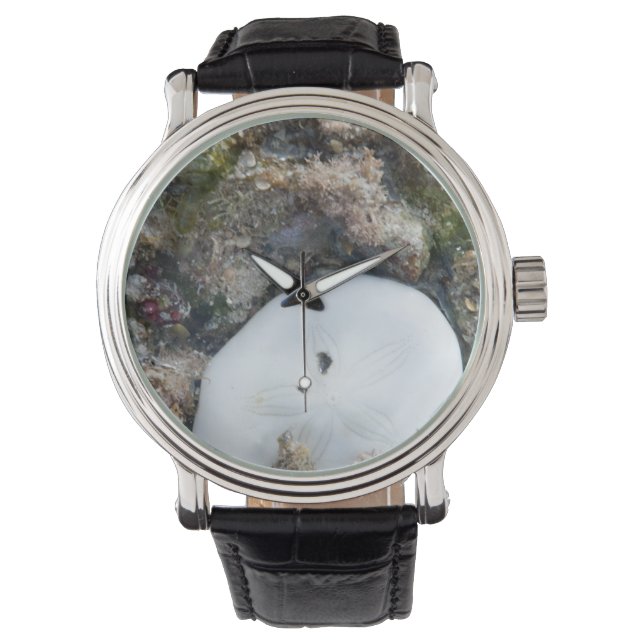 Relógio Dólar de areia no Coral de Fiji em Lado Baixo (Frente)