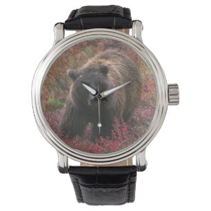 Relógio EUA, Alaska, parque nacional de Denali. Urso de