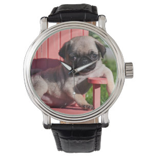 Relógio EUA, Califórnia. Pug cachorrinho desleixado