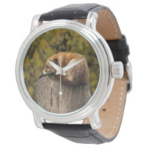 Foto da raposa que dorme