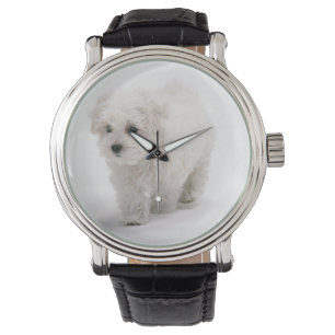 Relógio Foto de Bichon Frise