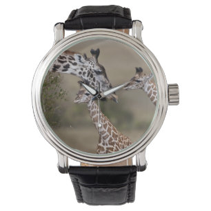 Relógio Girafa de Maasai (girafa Tippelskirchi) como visto