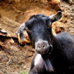 RELÓGIO GORDURA<br><div class="desc">Uma cabra bonita se posando para a câmera.</div>