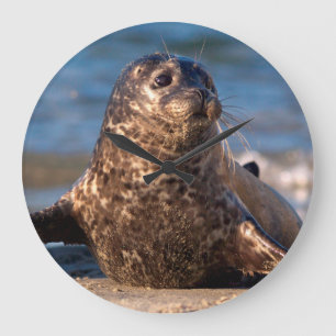 Relógio Grande A baby seal coming ashore in Children's Pool