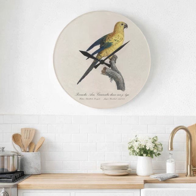 Relógio Grande Aratinga solsticialis ou Jandaia-sol (Guarouba dans sons jeune age / Sun parakeet. Large Clock)