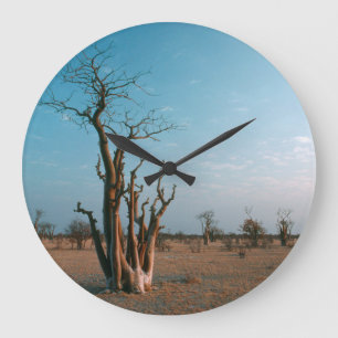 Relógio Grande Árvore Moringo Africana na Planície, Etosha Nacion