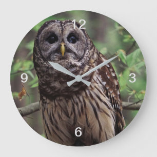 Relógio Grande Barred Owl