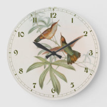 Beija-flor Avocet de cauda roxa por John Gould