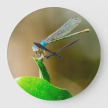 Blue Texas Damselfly Resting em folha