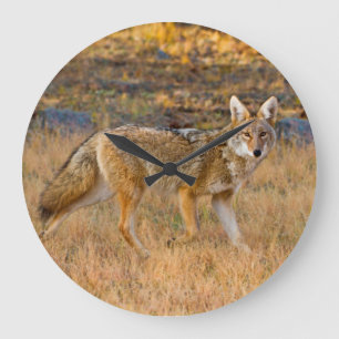 Relógio Grande Caça de coiote (Canis Latrans)