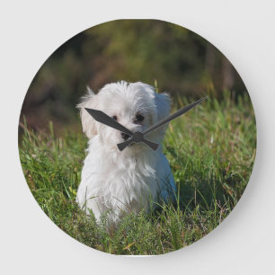 Relógio Grande Cachorrinho branco fofo