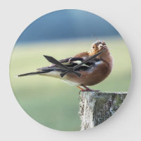 CHAFFINCH