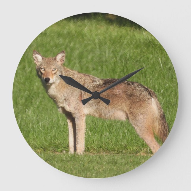 Relógio Grande Coyote fechar (Frente)