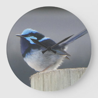 Relógio Grande Cute Superb Fairywren Wall Clock