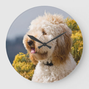 Relógio Grande EUA, Califórnia. Retrato de Labradoodle 3