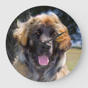 Relógio Grande EUA, Califórnia. Retrato de Leonberger sentado