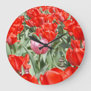 Relógio Grande EUA, Kansas, Tulipas Vermelhas com Uma Tulipa Rosa