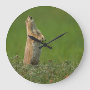 Relógio Grande EUA, South Dakota, parque estadual de Custer