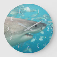 Excelente White Shark Fecha Embaixo da Austrália L