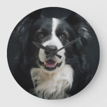 Face de Collie de Borda