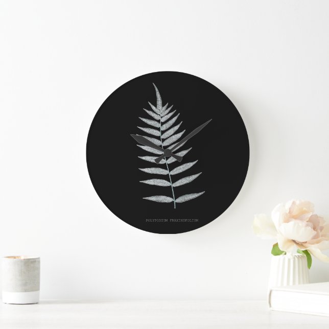 Relógio Grande Fern - Polypodyum Fraxinifolium - efeito de raios  (Lar)