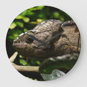 Relógio Grande Furcifer oustaleti