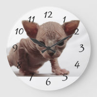 Gatinho Furless bonito Freaky de Sphynx