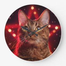 Gato Castanho De Havana (Raça Com Fundo De Estrelo