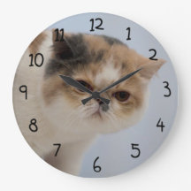 Gato mal-humorado da cara