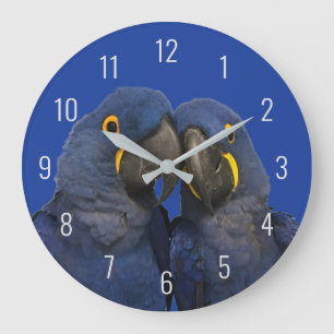 Relógio Grande Hyacinth Macaw Parrot Bird Rare Blue