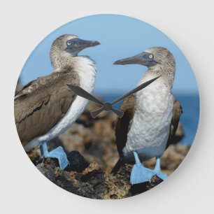 Relógio Grande Ilhas Galápagos, ilha de Isabela
