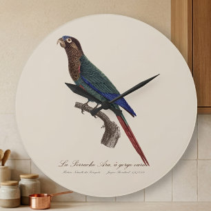 Relógio Grande La Perruche Ara, uma variante de desfiladeiro