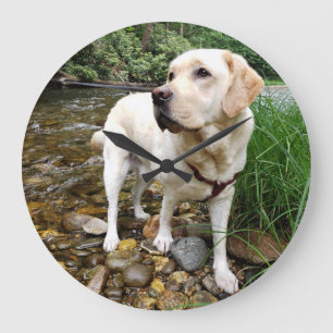 Relógio Grande Laboratório Amarelo, Cão-de-Água Brincando em C