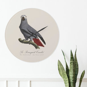 Relógio Grande Le Perroquet Cendre - Ilustração do século XIX